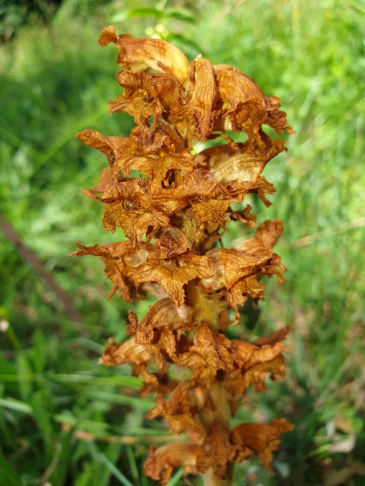 sommerwurz