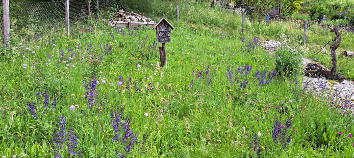 wiese obermumpf