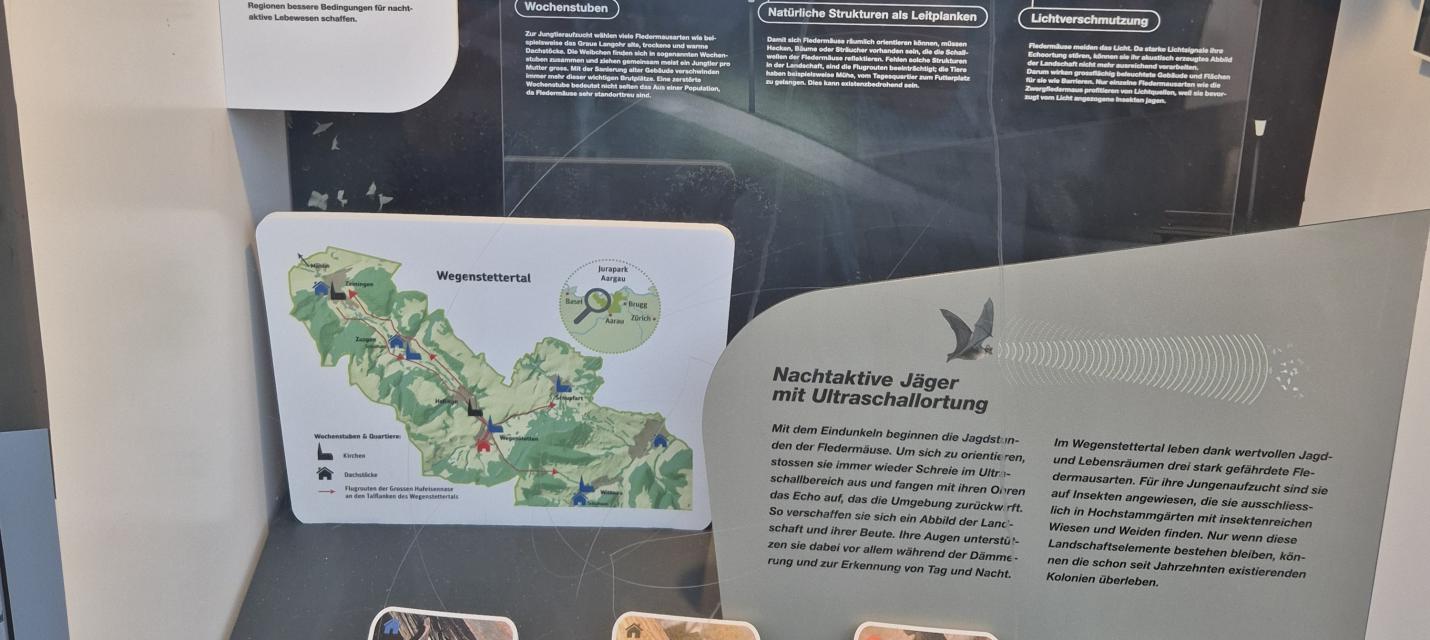 infobox fledermäuse