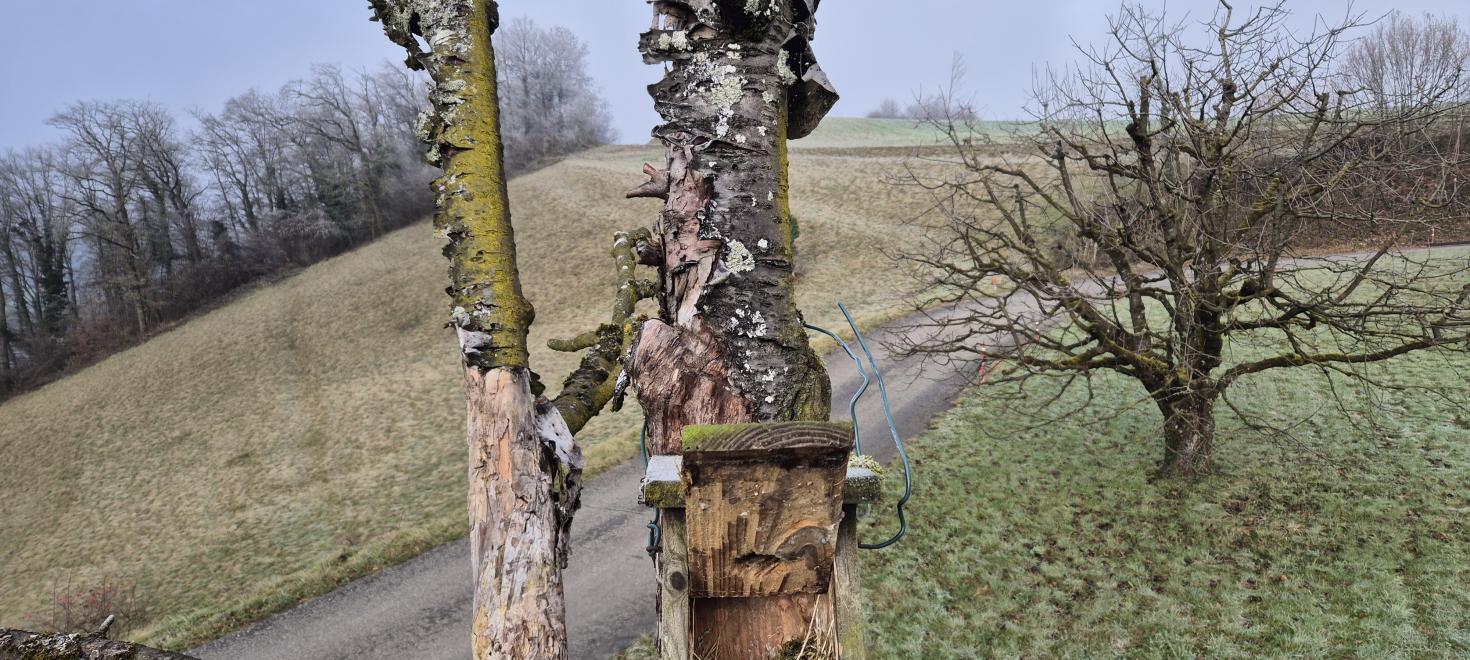 nistkasten