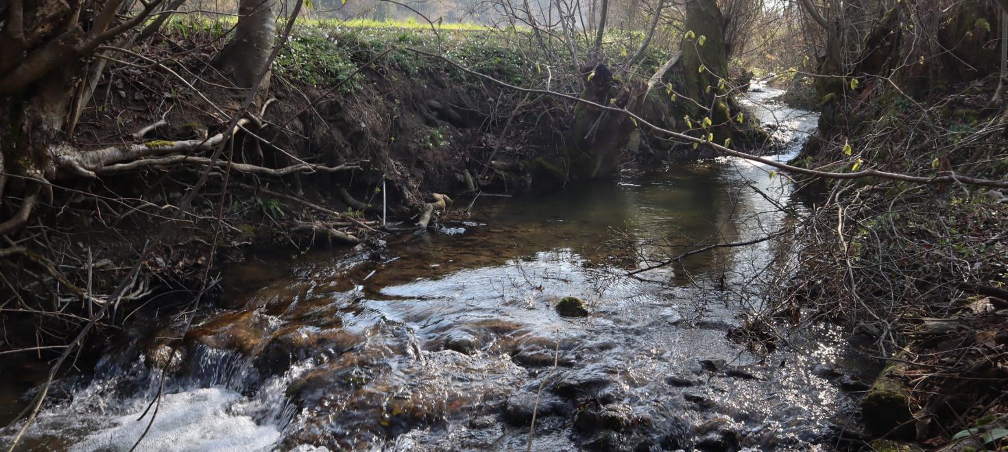 Fischingerbach